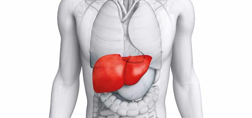 Cientistas realizam transplante após preservarem fígado fora do corpo por 3 dias