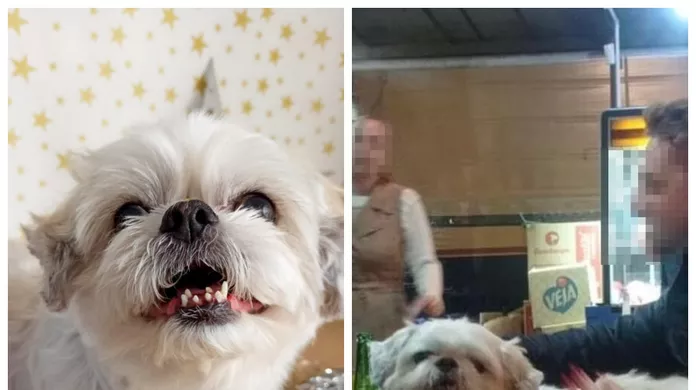 Jovem relata sumiço de cachorro na internet e descobre que cão estava em bar de Balneário Camboriú