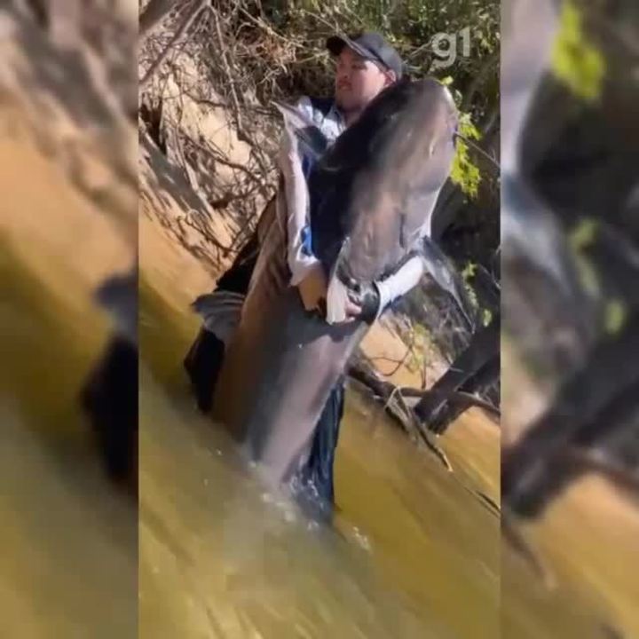 Cirurgião fisga “tubarão de água doce” em pesca esportiva