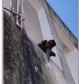 Macaco é flagrado ‘amolando’ faca em prédio de centro comercial no Sul do Piauí