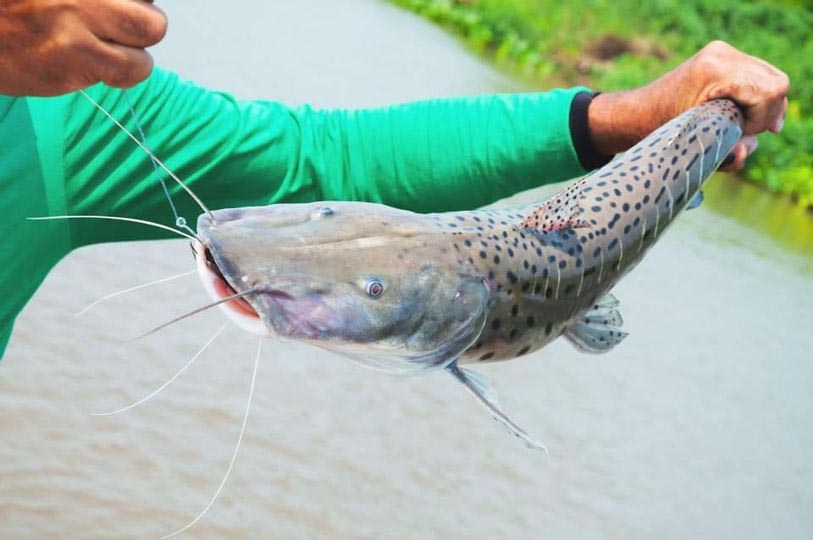 Ministério do Meio Ambiente adiar a proibição de pesca de pintado, peixe é ameaçado de extinção