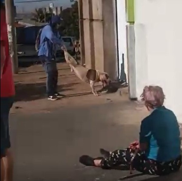 Pitbull fere idosa e mata o cão de estimação da mulher em Uberlândia