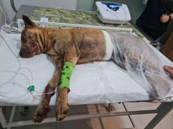 Homem passa dia bebendo cachaça e põe fogo em cachorro em MT