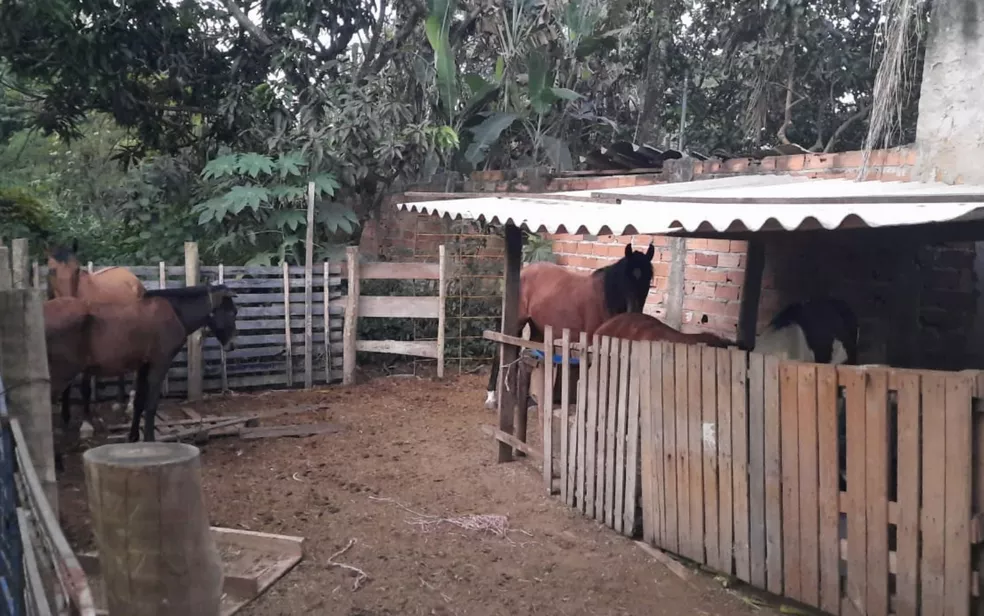 Grupo é preso suspeito de matar cavalos para vender carne em Aparecida