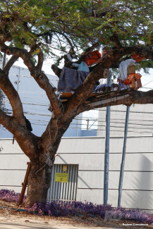 Desempregada, mulher “constrói” casa na árvore em praça de Cuiabá