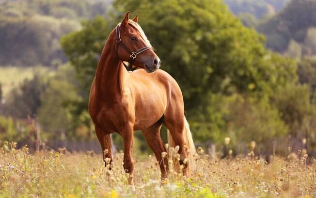 Homem morre após ser atingido por coice de cavalo