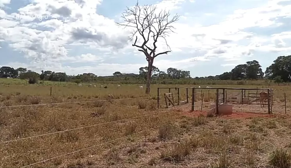 Produtores rurais usam cerca elétrica para dividir piquetes em fazendas e gerar mais economia em MT