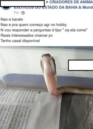 Facebook é multado em mais de R$ 10 milhões pelo Ibama