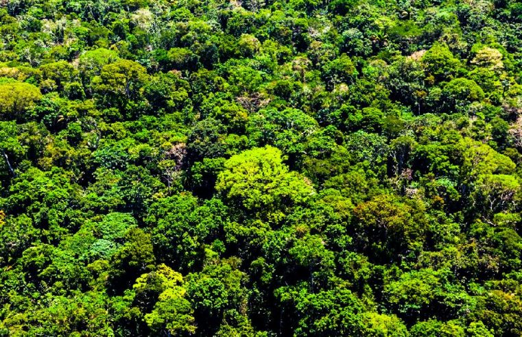Operações apuram esquema de fraudes ambientais virtuais em Alta Floresta, Sinop, Cuiabá e Santa Catarina