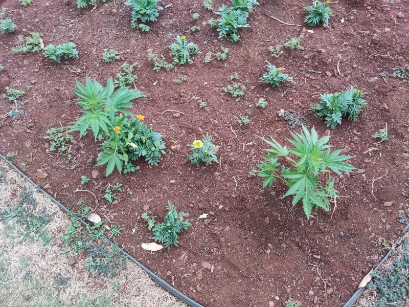 Pés de maconha são encontrados plantados em praça ao lado da Prefeitura de Marialva