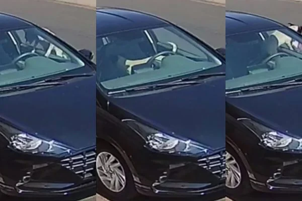 “Foi inteligente”: cão invade carro e “furta” frango assado