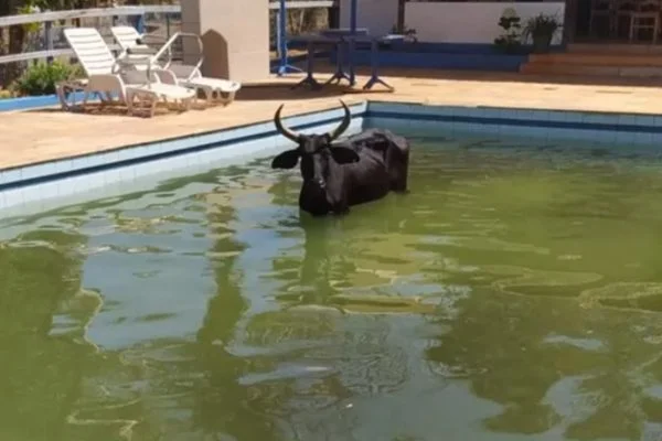 Não era brejo: vaca é resgatada após cair em piscina de casa em Goiás