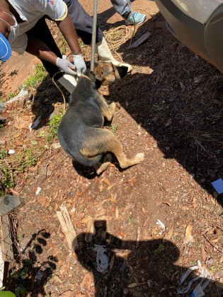 Filhotes de cachorro são abandonados sem água e comida em VG