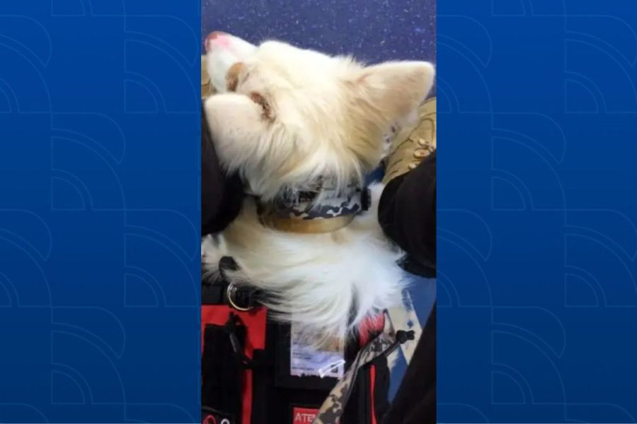 Jovem autista é impedido de entrar em ônibus de Curitiba com cão de serviço