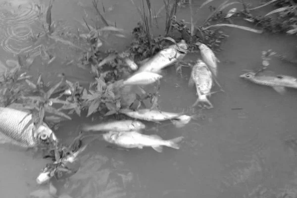 Peixes mortos, população adoecida: o mistério da água contaminada em GO