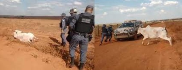 Vaca ‘brava’ corre atrás da PM após ser libertada de cerca em MT