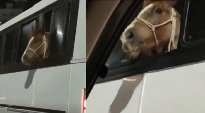 Cavalo é flagrado ‘viajando’ em ônibus em SC