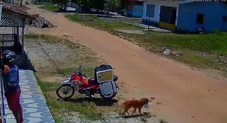 Cachorro pega marmita, se esconde e engana entregador no Pará