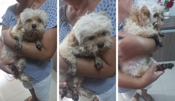 Após ser denunciada por maus-tratos, mulher joga óleo quente no cachorro da vizinha