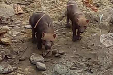 Raros, cachorros-vinagre são encontrados em fazenda em MT