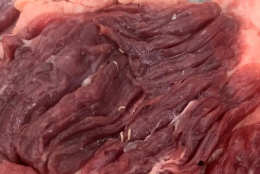 PC encontra carne podre que seria distribuída em escolas públicas em MS