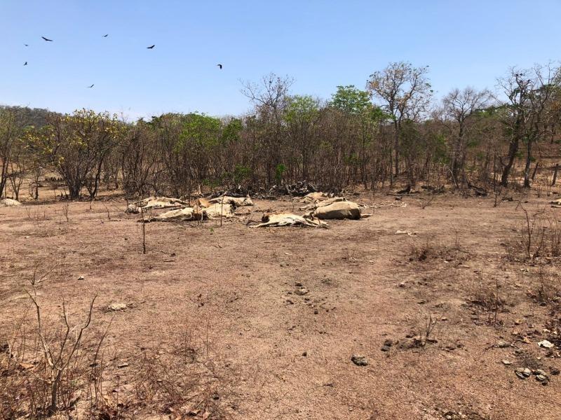 Polícia prende ”fazendeiro” por deixar gado morrer de fome e sede em Goiás