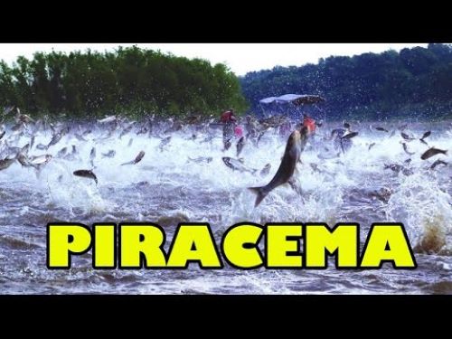 Proibição da pesca começa no dia 3 de outubro nos rios de Mato Grosso