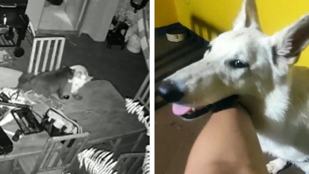Após brigar com gato, pastora suíça pega controle de portão, abre e foge de casa em MS