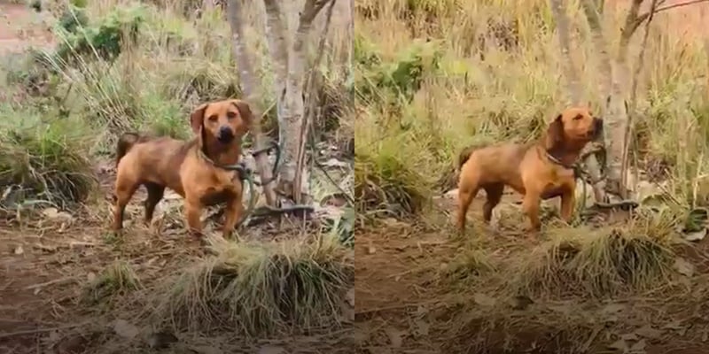 Cão é encontrado amarrado a árvore após latir durante dois dias em matagal de Campina Grande do Sul