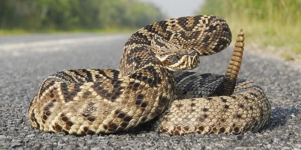 Criança indígena morre após ser picada por cascavel e tomar soro antiofídico para jararaca em MT