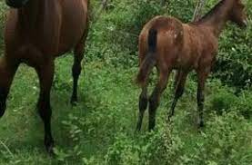 Tarado estupra filhote de égua e animal morre em MT