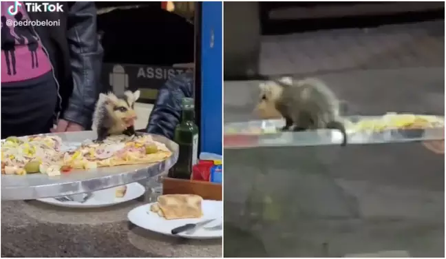 Gambá cai em cima de pizza durante aniversário e vai embora com fatia