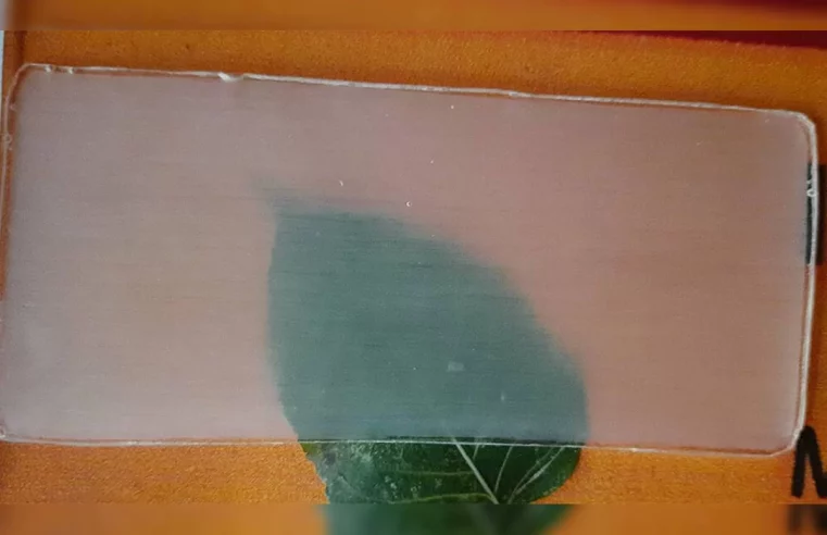Inovador! Cientistas criam madeira transparente que substitui plástico