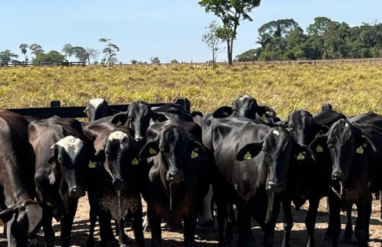 Governo de MT entrega novilhas prenhas de raça leiteira para agricultura familiar