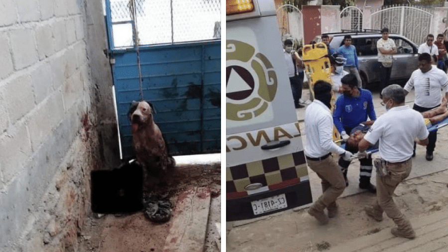 Pitbull ataca assaltante e família de suspeito quer morte de cachorro no México