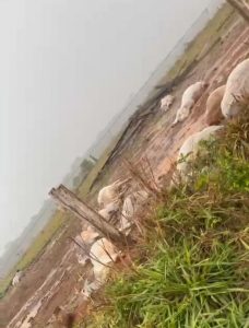 17 Novilhas morrem após serem atingidas por raio em fazenda de Alta Floresta