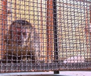 Macaco é ‘preso’ pelos bombeiros após praticar furtos e perseguir cachorro com faca em MT