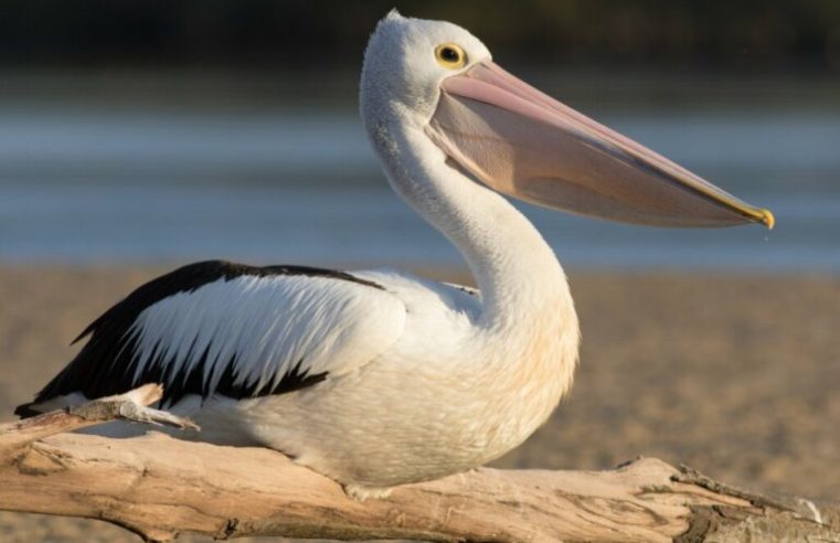 Governo venezuelano declara alerta sanitário para a gripe aviária em pelicanos