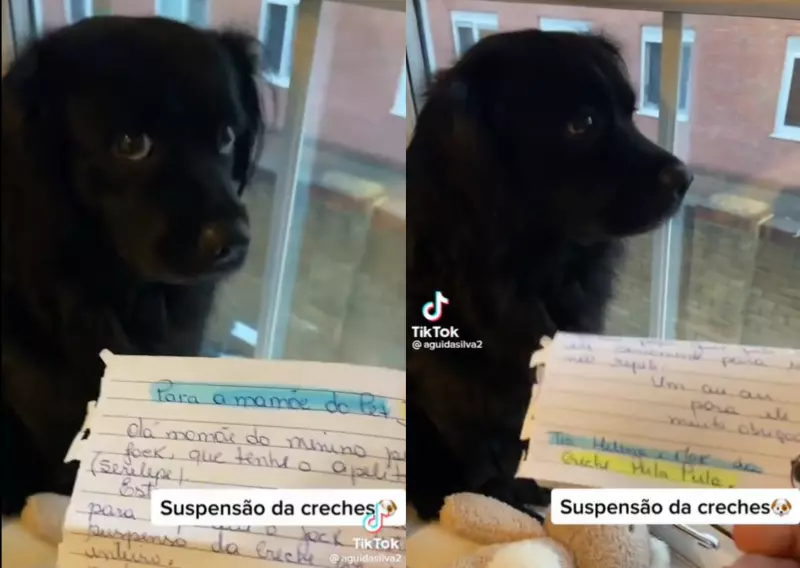 Cachorro é suspenso de creche, causa revolta nas redes e vídeo viraliza