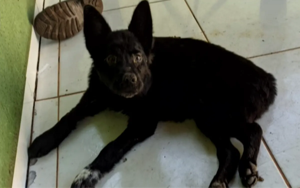 Jovem é preso suspeito de espancar cachorros e mantê-los amarrados dentro de casa sem água e comida, em Pires do Rio