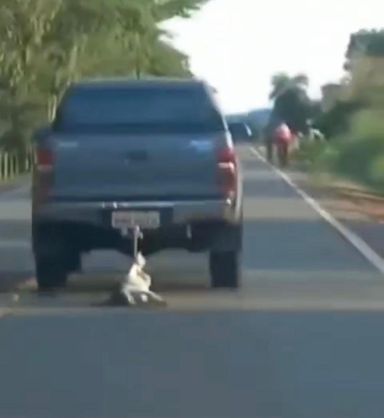 Hilux arrasta cachorro até à morte em rodovia de Goiás; polícia busca por motorista