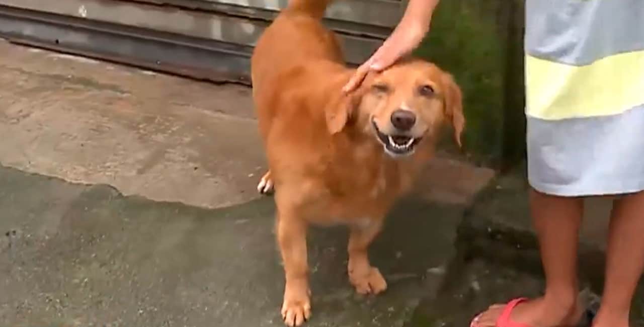 Cachorro salva criança de 10 anos de abuso sexual
