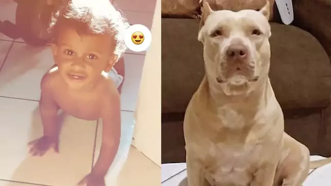 Bebê de dez meses morre após ser atacado por pitbull no Maranhão