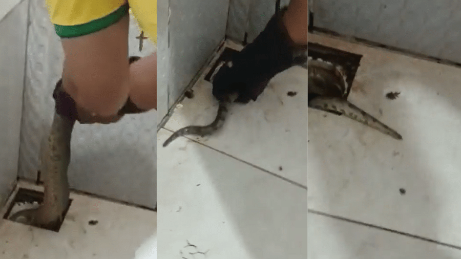 Serpente assusta moradores ao aparecer em ralo de residência no PA