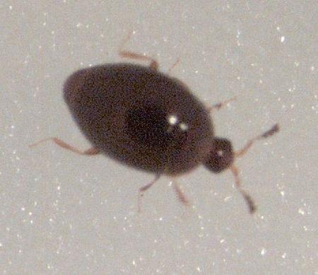 Doença causada por besouro muda cor dos olhos e provoca dor extrema, alerta australianos