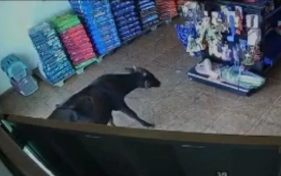 Bezerro “visita” pet shop no interior de Goiás