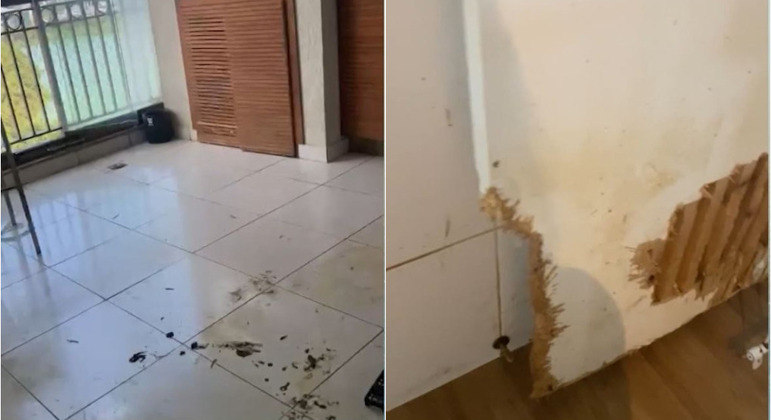 Vizinhos denunciam moradora por manter canil clandestino em cobertura de luxo no Rio