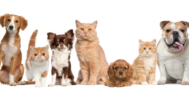 Lei sancionada em Goiás proíbe tatuagens e piercings em cães e gatos