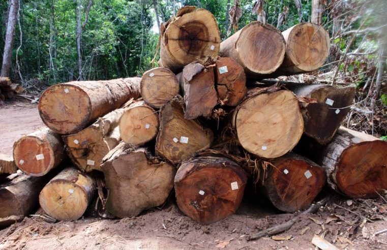 Período proibitivo para exploração do manejo sustentável começa nesta quarta-feira (1°)