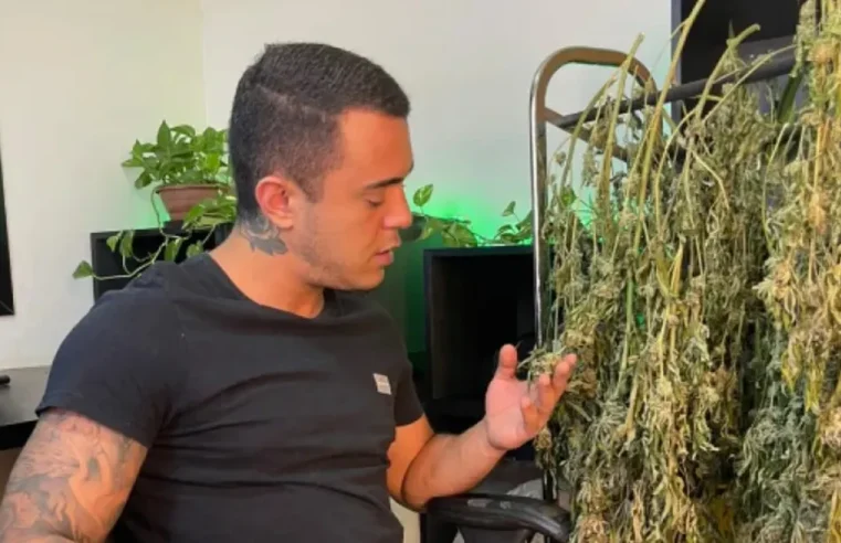 Justiça autoriza empresário de Goiânia a plantar e usar maconha para tratamento de saúde
